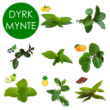 (Planteklar) - Mynte - ulike varianter