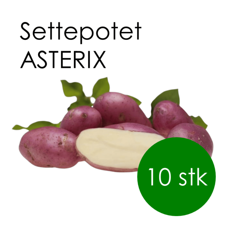 Settepotet halvsen – Asterix (10 STK)