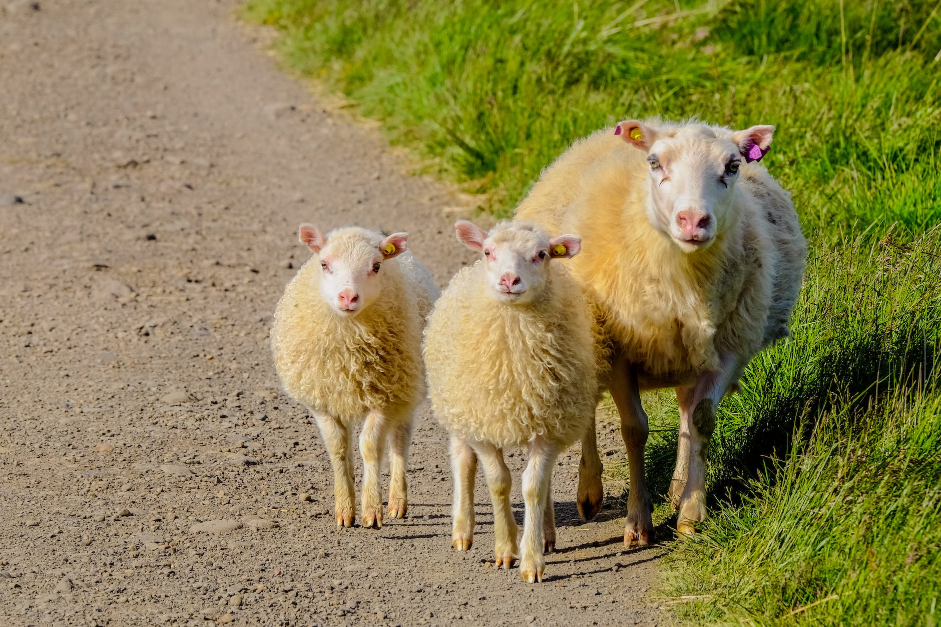 three white sheep on pathway
