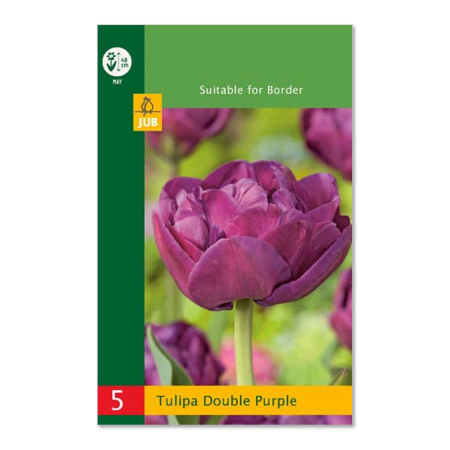 Tulipanløk "double purple" – (5 stk)