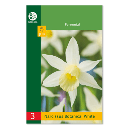 Narsisser ‘Botanical white’ – Påskelilje (3 stk)